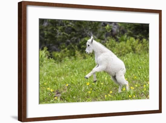 Mountain Goat Kid Kicks Up His Heels in Glacier National Park, Montana, USA-Chuck Haney-Framed Photographic Print