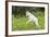 Mountain Goat Kid Kicks Up His Heels in Glacier National Park, Montana, USA-Chuck Haney-Framed Photographic Print