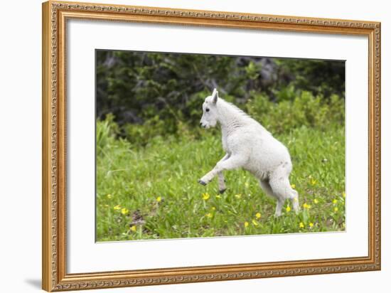 Mountain Goat Kid Kicks Up His Heels in Glacier National Park, Montana, USA-Chuck Haney-Framed Photographic Print