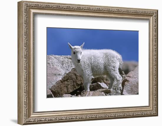 Mountain Goat Kid on Rocks, Mount Evans Recreation Area, Arapaho National Forest, Colorado, Usa-John Barger-Framed Photographic Print