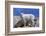 Mountain Goat Kid on Rocks, Mount Evans Recreation Area, Arapaho National Forest, Colorado, Usa-John Barger-Framed Photographic Print