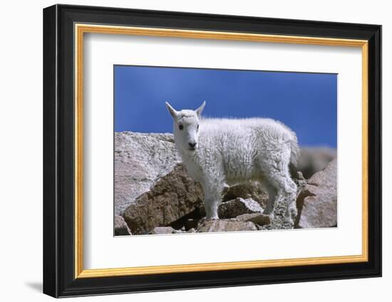 Mountain Goat Kid on Rocks, Mount Evans Recreation Area, Arapaho National Forest, Colorado, Usa-John Barger-Framed Photographic Print