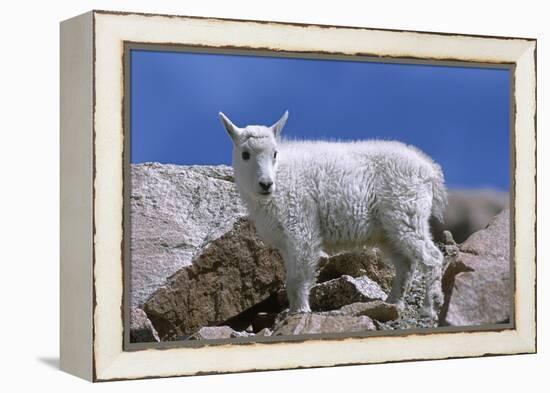 Mountain Goat Kid on Rocks, Mount Evans Recreation Area, Arapaho National Forest, Colorado, Usa-John Barger-Framed Premier Image Canvas