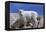 Mountain Goat Kid on Rocks, Mount Evans Recreation Area, Arapaho National Forest, Colorado, Usa-John Barger-Framed Premier Image Canvas