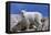 Mountain Goat Kid on Rocks, Mount Evans Recreation Area, Arapaho National Forest, Colorado, Usa-John Barger-Framed Premier Image Canvas