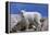 Mountain Goat Kid on Rocks, Mount Evans Recreation Area, Arapaho National Forest, Colorado, Usa-John Barger-Framed Premier Image Canvas