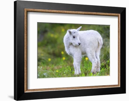 Mountain Goat Kid-Jason Savage-Framed Art Print