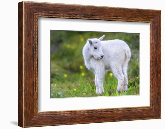 Mountain Goat Kid-Jason Savage-Framed Giclee Print