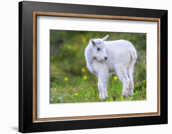 Mountain Goat Kid-Jason Savage-Framed Giclee Print