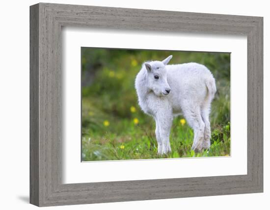 Mountain Goat Kid-Jason Savage-Framed Giclee Print