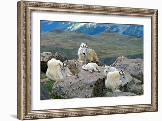 Mountain Goat Kids-Lantern Press-Framed Art Print