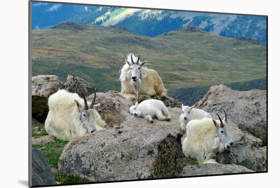 Mountain Goat Kids-Lantern Press-Mounted Art Print