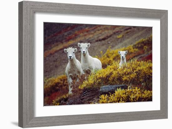 Mountain Goat Kids-Lantern Press-Framed Art Print