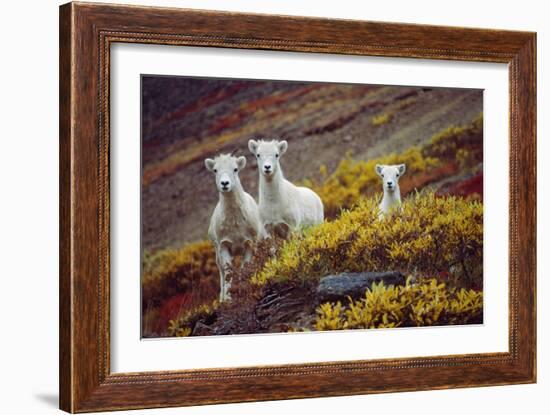 Mountain Goat Kids-Lantern Press-Framed Art Print