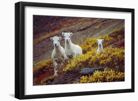 Mountain Goat Kids-Lantern Press-Framed Art Print