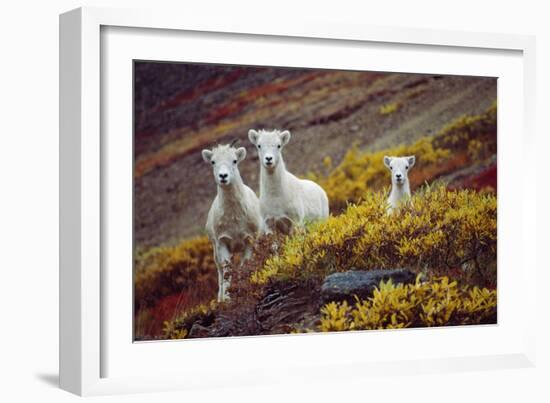 Mountain Goat Kids-Lantern Press-Framed Art Print