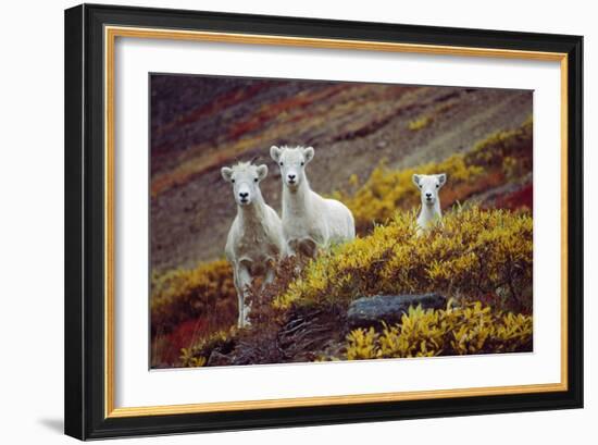 Mountain Goat Kids-Lantern Press-Framed Art Print