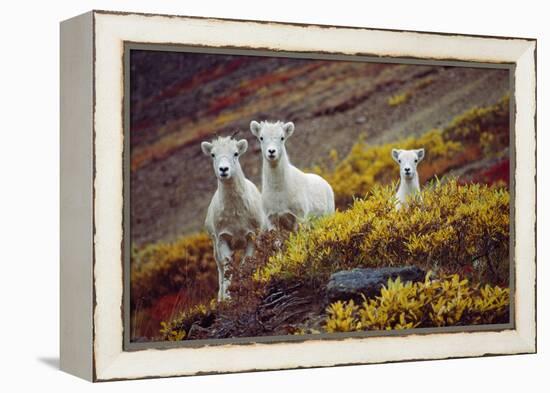 Mountain Goat Kids-Lantern Press-Framed Stretched Canvas