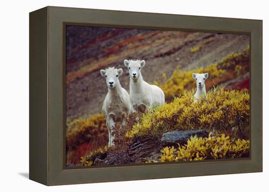 Mountain Goat Kids-Lantern Press-Framed Stretched Canvas