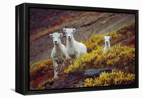 Mountain Goat Kids-Lantern Press-Framed Stretched Canvas