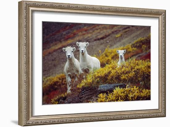 Mountain Goat Kids-Lantern Press-Framed Premium Giclee Print