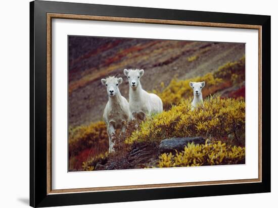 Mountain Goat Kids-Lantern Press-Framed Premium Giclee Print