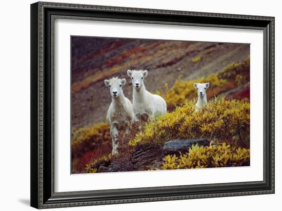 Mountain Goat Kids-Lantern Press-Framed Premium Giclee Print