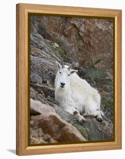 Mountain Goat, Mount Evans, Colorado, United States of America, North America-James Hager-Framed Premier Image Canvas