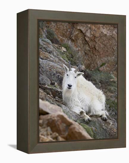 Mountain Goat, Mount Evans, Colorado, United States of America, North America-James Hager-Framed Premier Image Canvas