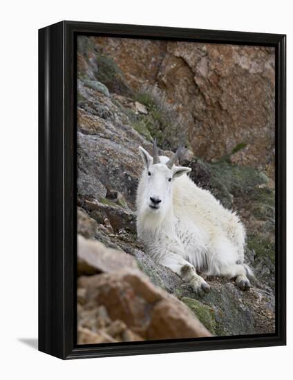 Mountain Goat, Mount Evans, Colorado, United States of America, North America-James Hager-Framed Premier Image Canvas