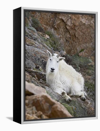 Mountain Goat, Mount Evans, Colorado, United States of America, North America-James Hager-Framed Premier Image Canvas