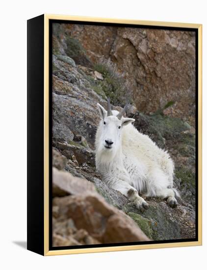 Mountain Goat, Mount Evans, Colorado, United States of America, North America-James Hager-Framed Premier Image Canvas