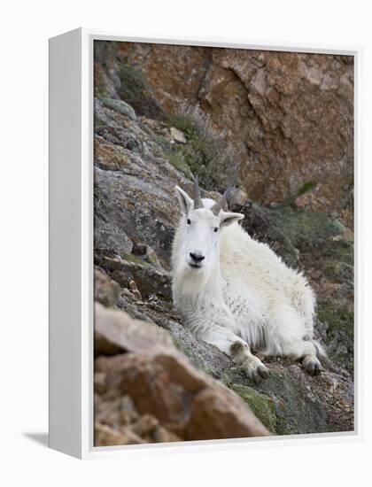 Mountain Goat, Mount Evans, Colorado, United States of America, North America-James Hager-Framed Premier Image Canvas