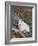 Mountain Goat, Mount Evans, Colorado, United States of America, North America-James Hager-Framed Photographic Print