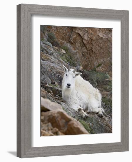 Mountain Goat, Mount Evans, Colorado, United States of America, North America-James Hager-Framed Photographic Print