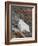 Mountain Goat, Mount Evans, Colorado, United States of America, North America-James Hager-Framed Photographic Print