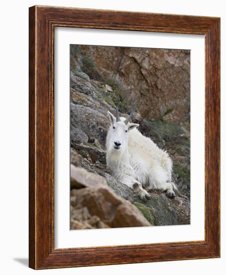 Mountain Goat, Mount Evans, Colorado, United States of America, North America-James Hager-Framed Photographic Print