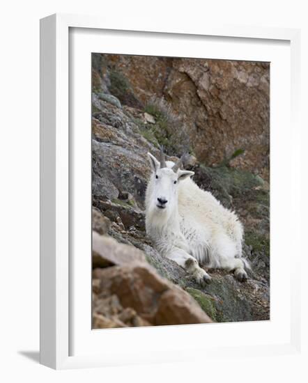 Mountain Goat, Mount Evans, Colorado, United States of America, North America-James Hager-Framed Photographic Print