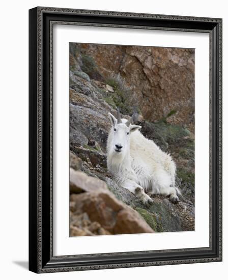 Mountain Goat, Mount Evans, Colorado, United States of America, North America-James Hager-Framed Photographic Print