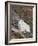 Mountain Goat, Mount Evans, Colorado, United States of America, North America-James Hager-Framed Photographic Print