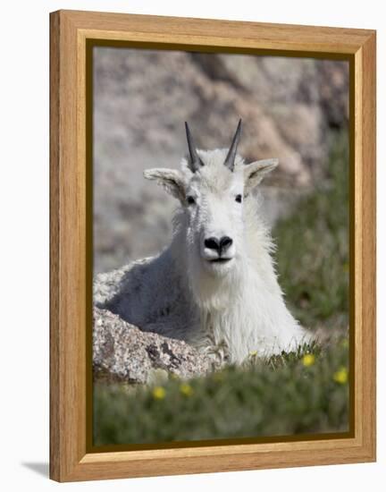 Mountain Goat, Mount Evans, Colorado-James Hager-Framed Premier Image Canvas