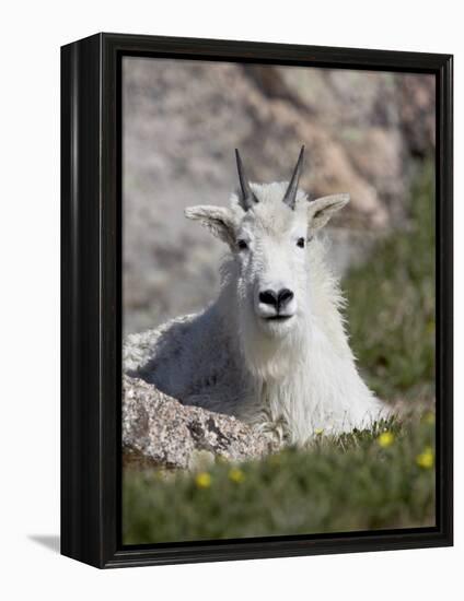 Mountain Goat, Mount Evans, Colorado-James Hager-Framed Premier Image Canvas