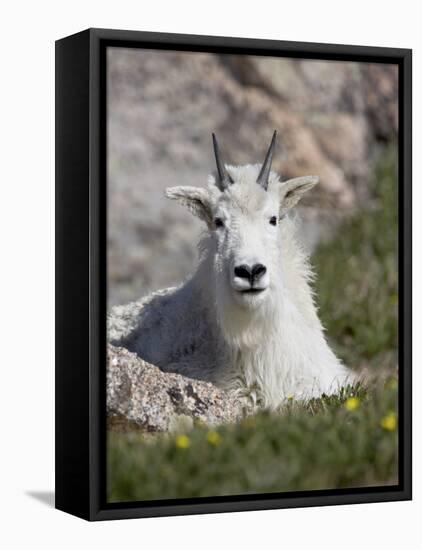 Mountain Goat, Mount Evans, Colorado-James Hager-Framed Premier Image Canvas
