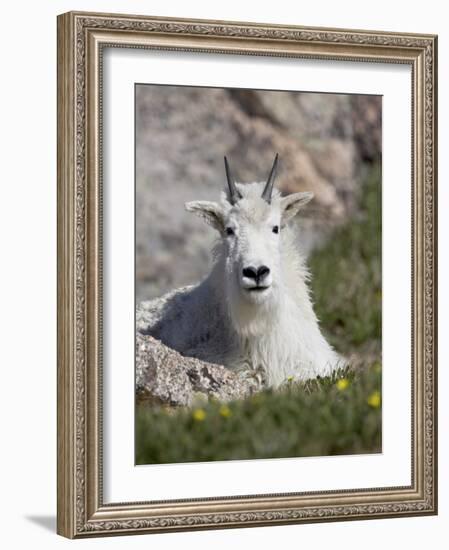 Mountain Goat, Mount Evans, Colorado-James Hager-Framed Photographic Print