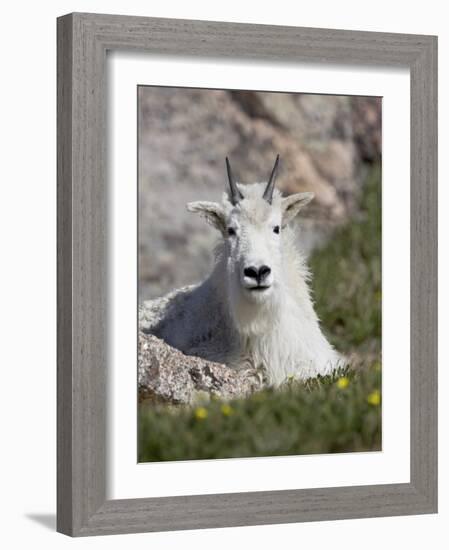 Mountain Goat, Mount Evans, Colorado-James Hager-Framed Photographic Print