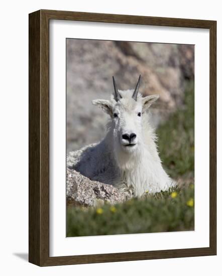 Mountain Goat, Mount Evans, Colorado-James Hager-Framed Photographic Print