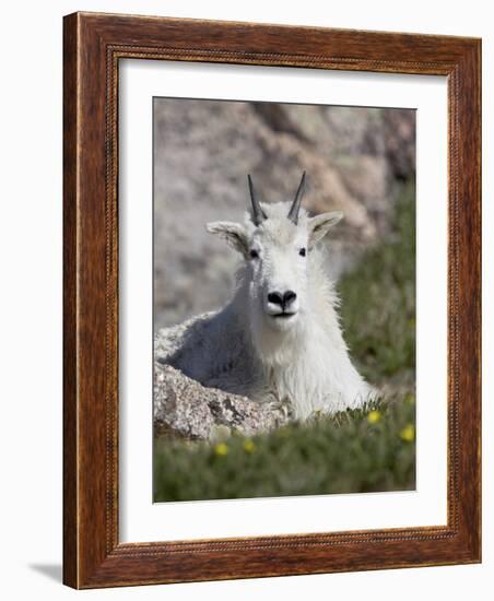 Mountain Goat, Mount Evans, Colorado-James Hager-Framed Photographic Print