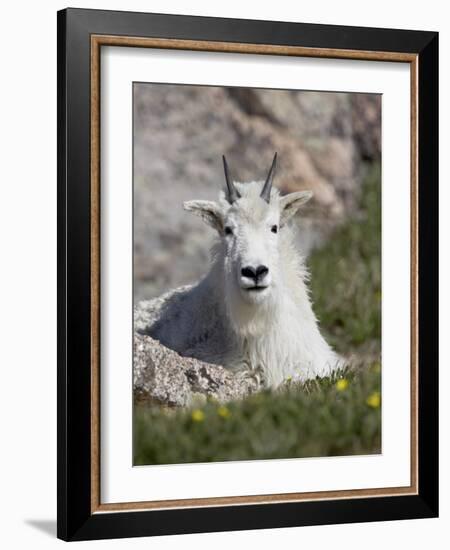 Mountain Goat, Mount Evans, Colorado-James Hager-Framed Photographic Print