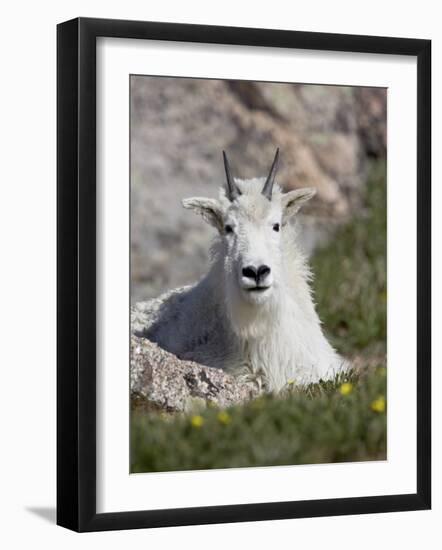 Mountain Goat, Mount Evans, Colorado-James Hager-Framed Photographic Print