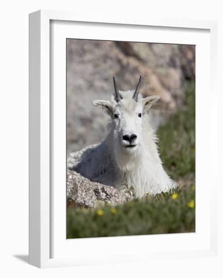 Mountain Goat, Mount Evans, Colorado-James Hager-Framed Photographic Print